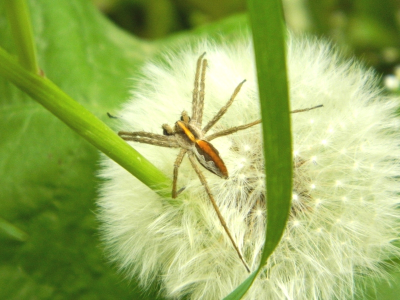 Sfilata di Pisaura sp. - Viadana (MN)